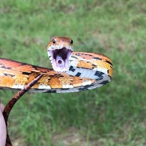 Meet your Posher, Rabi